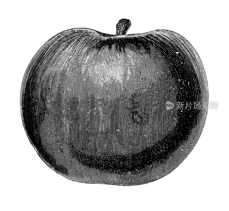 苹果插图| Vintage Garden Fruit Clipart